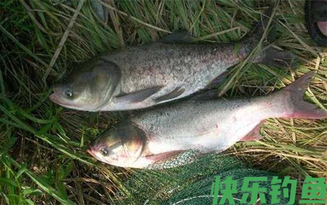钓鲢鳙