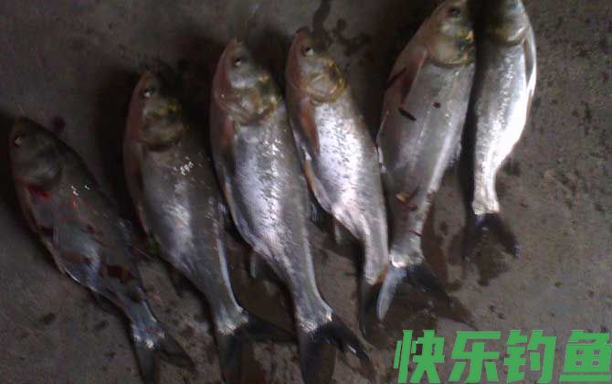 钓鲢鳙
