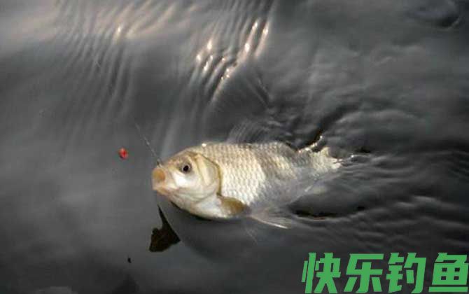 钓鲫鱼
