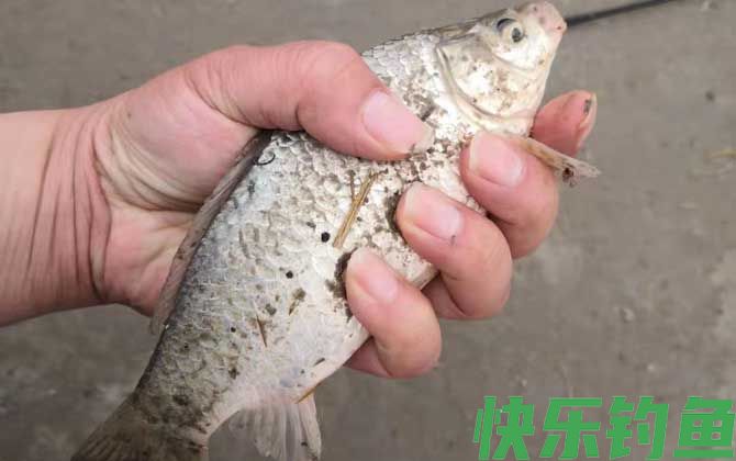 鲫鱼
