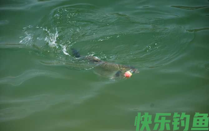 水库钓鲢鳙