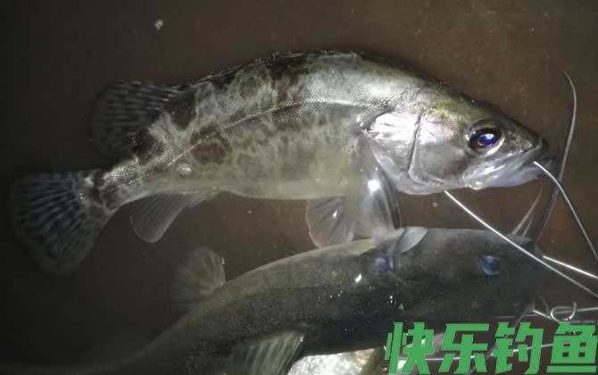 钓鳜鱼