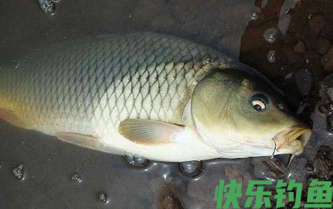 冬钓鲤鱼