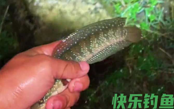 七星鱼