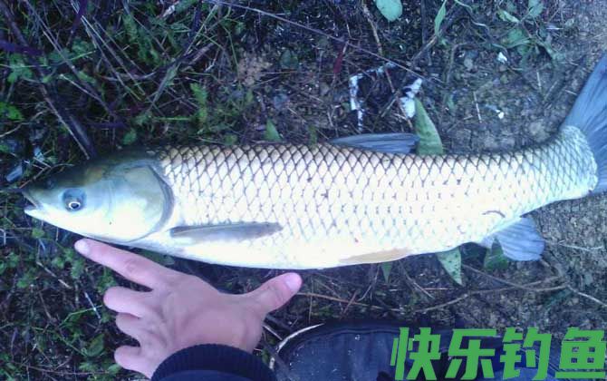 钓草鱼