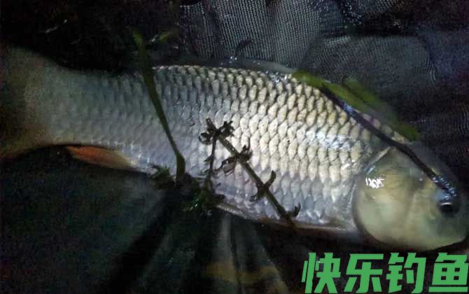 夜钓鲤鱼