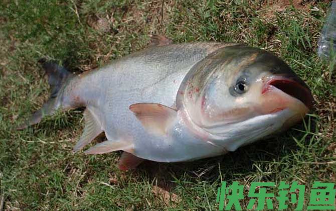 鲢鱼