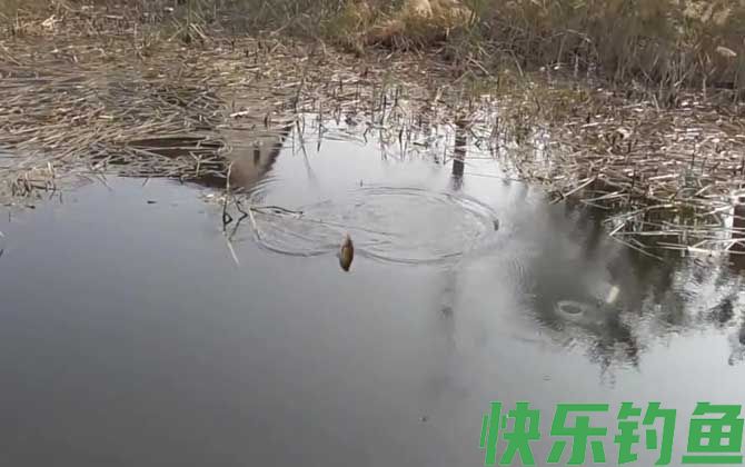 早春钓鱼