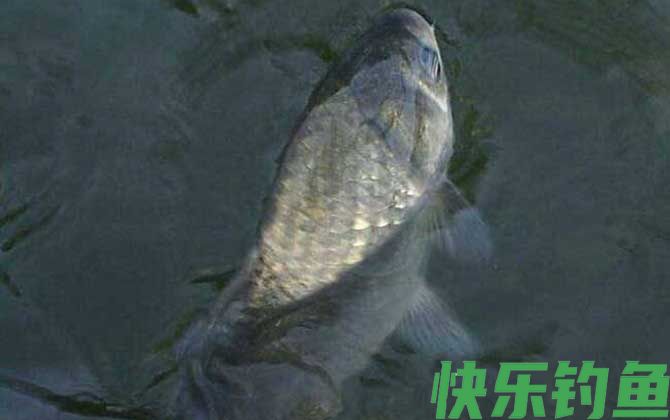 夏天钓鲫鱼