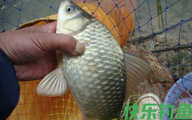 钓鲫鱼