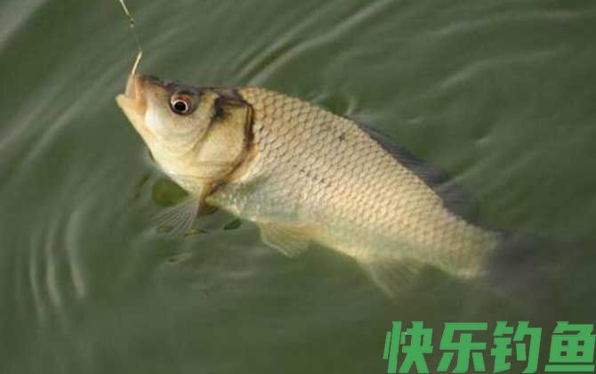 钓鲫鱼