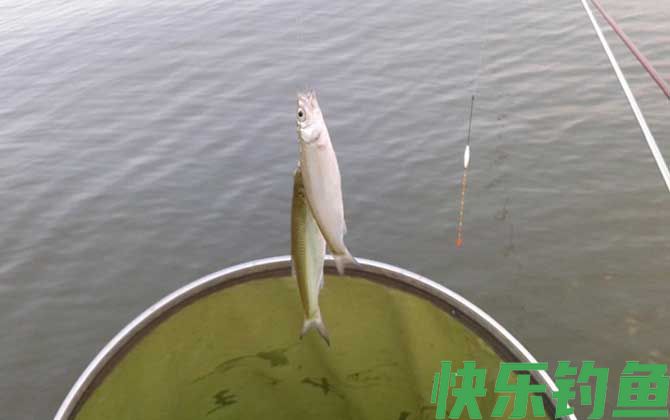 白条