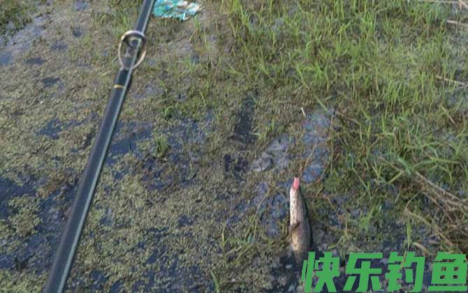 路亚钓法