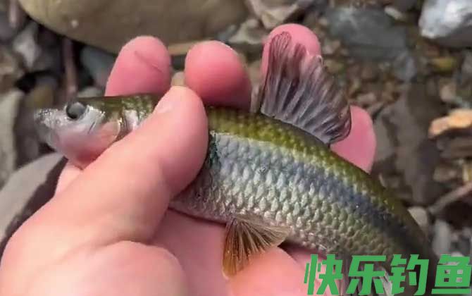 溪石斑
