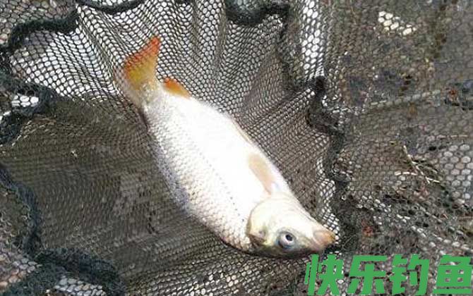 钓鲤鱼不开口怎么办?(图3) 钓鲤鱼不开口怎么办?(图3)