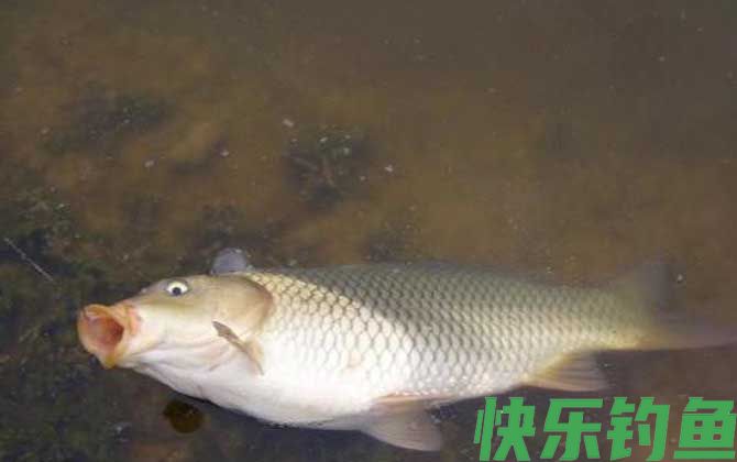 钓鲤鱼不开口怎么办?(图2) 钓鲤鱼不开口怎么办?(图2)