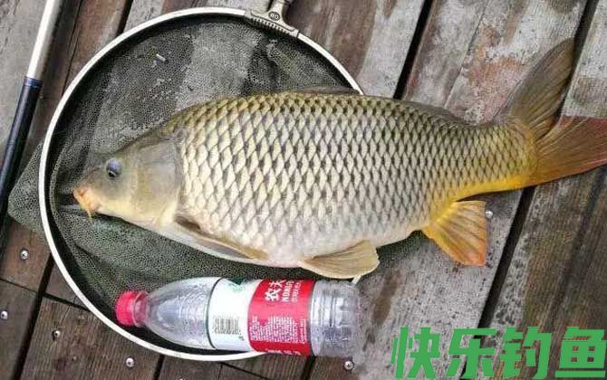 钓鲤鱼不开口怎么办?(图5) 钓鲤鱼不开口怎么办?(图5)