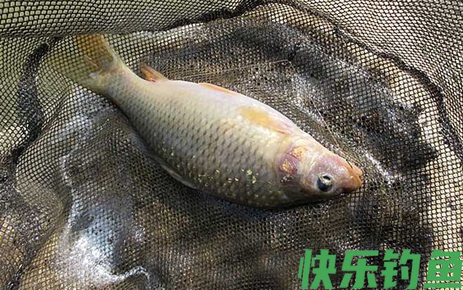 钓鲤鱼不开口怎么办?(图4) 钓鲤鱼不开口怎么办?(图4)