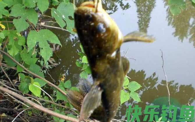 野钓用蚯蚓钓底还是钓浮?(图4) 野钓用蚯蚓钓底还是钓浮?(图4)