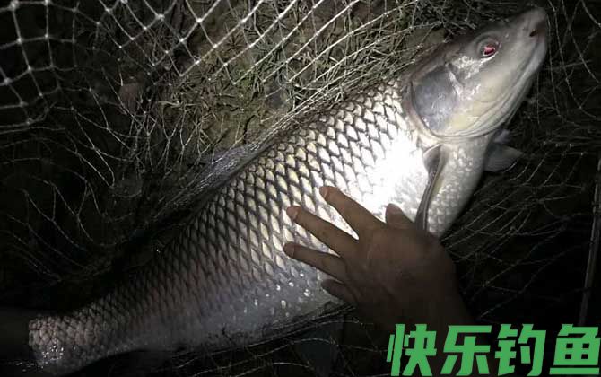 夏天夜钓钓近还是钓远?(图2) 夏天夜钓钓近还是钓远?(图2)