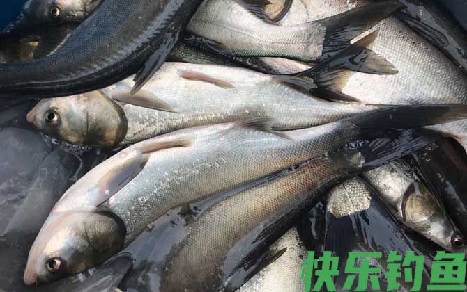 浮钓鲢鳙技巧及注意事项(图3)