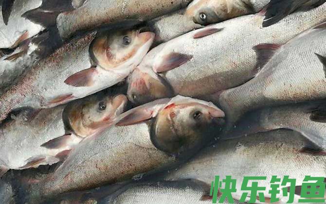 浮钓鲢鳙技巧及注意事项(图4)