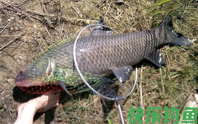钓青鱼的最佳时间及方法(图2) 钓青鱼的最佳时间及方法(图2)