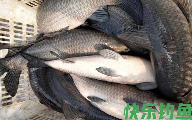 钓青鱼的最佳时间及方法(图3) 钓青鱼的最佳时间及方法(图3)