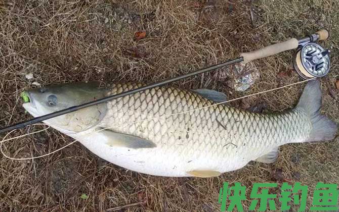 钓青鱼的最佳时间及方法(图4) 钓青鱼的最佳时间及方法(图4)