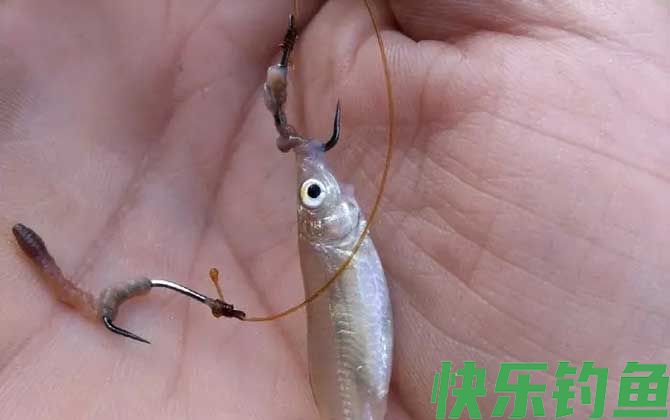 用蚯蚓钓鱼怎样看漂相?(图2) 用蚯蚓钓鱼怎样看漂相?(图2)