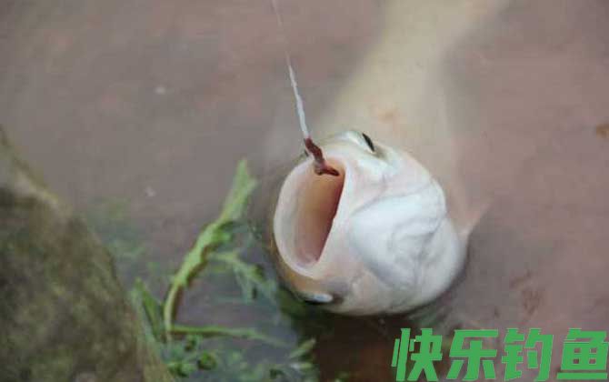 用蚯蚓钓鱼怎样看漂相?(图3) 用蚯蚓钓鱼怎样看漂相?(图3)
