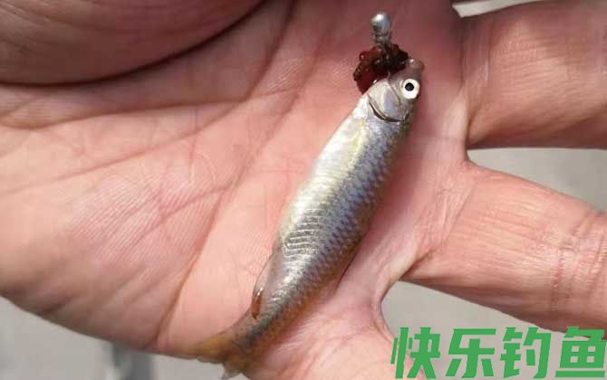 麦穗鱼