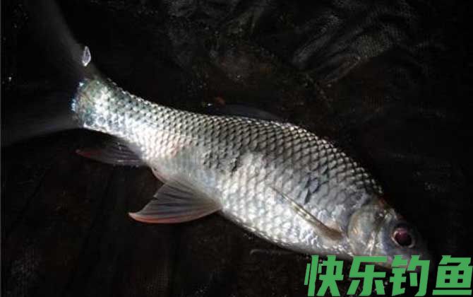 钓鲮鱼