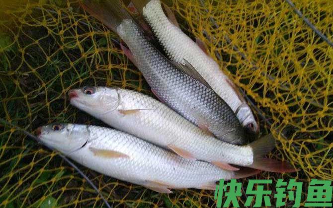 钓鲮鱼