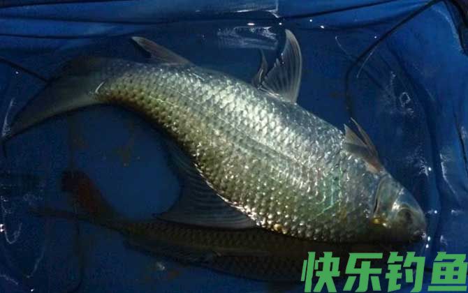 钓鲮鱼