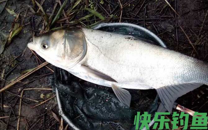 鳙鱼