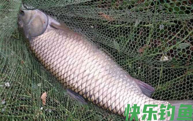 钓大鱼