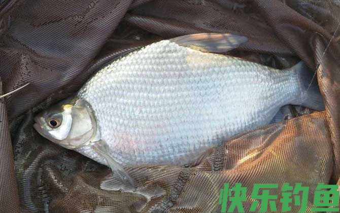钓大鱼