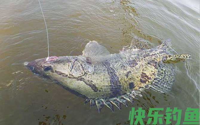 钓鳜鱼