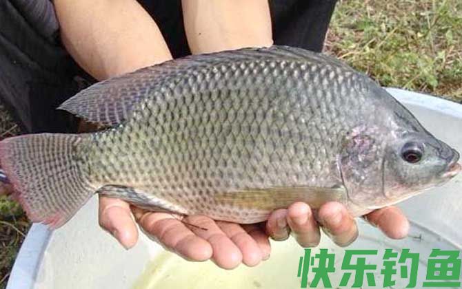 钓罗非鱼