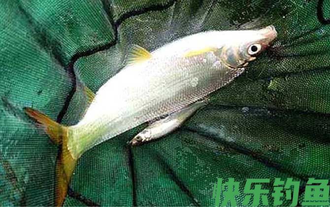 黄尾鱼