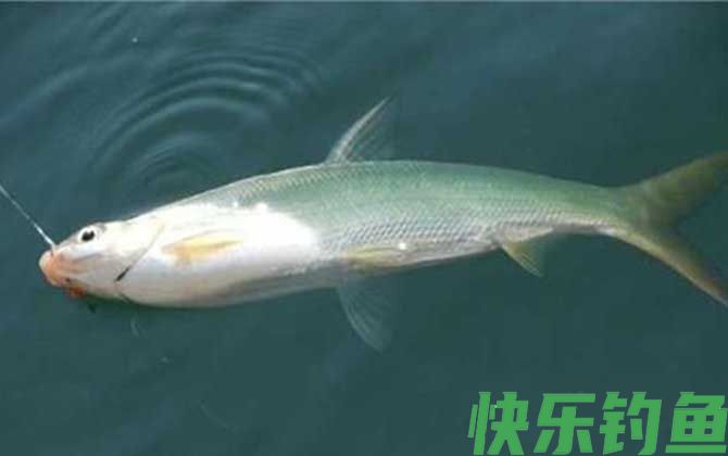 黄尾鱼