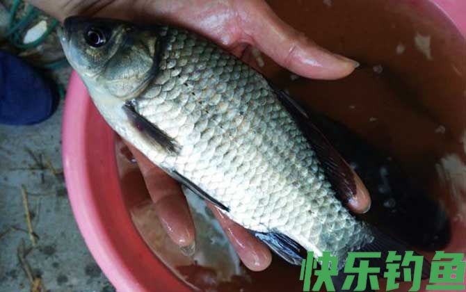 春季钓鲫鱼