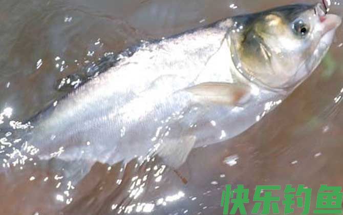 鲢鱼