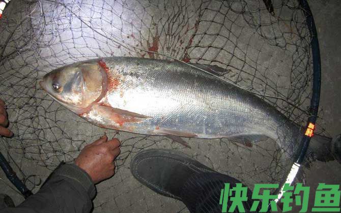 鲢鱼