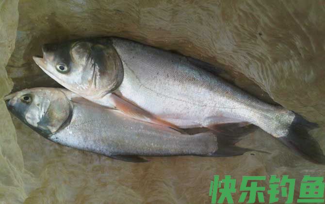 鲢鱼