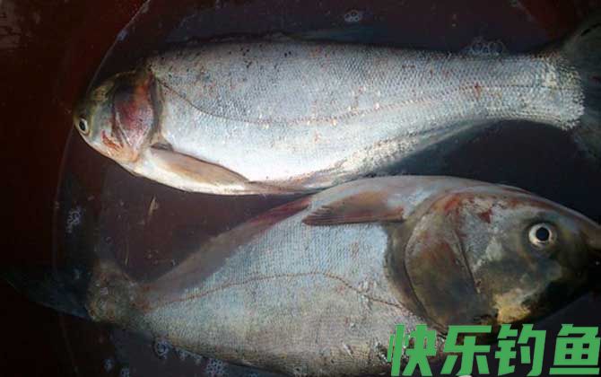 鲢鱼