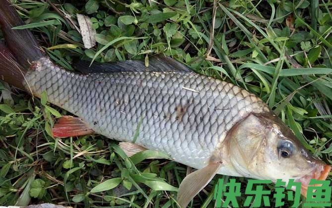 钓鱼