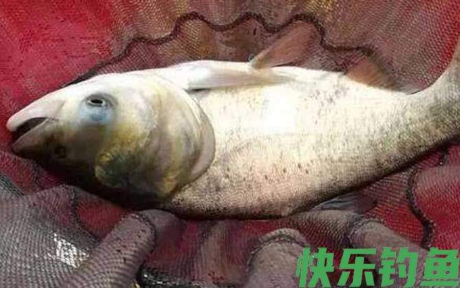黑坑钓鲢鳙