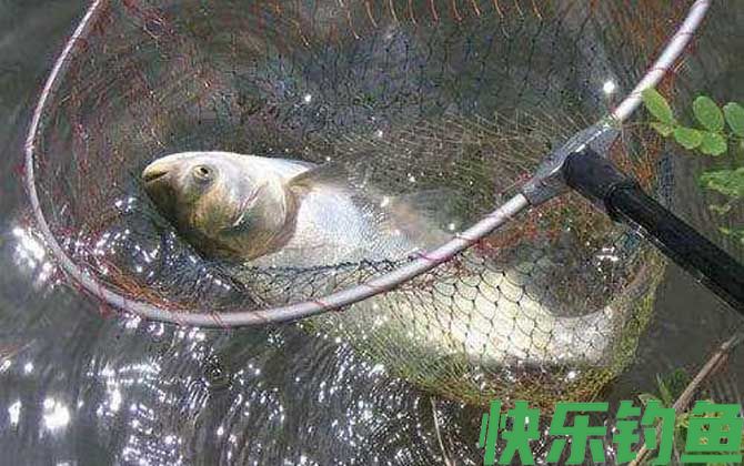 黑坑钓鲢鳙